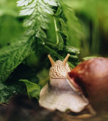 How to Control Slugs and Snails: Organic and Effective Solutions for Your Garden