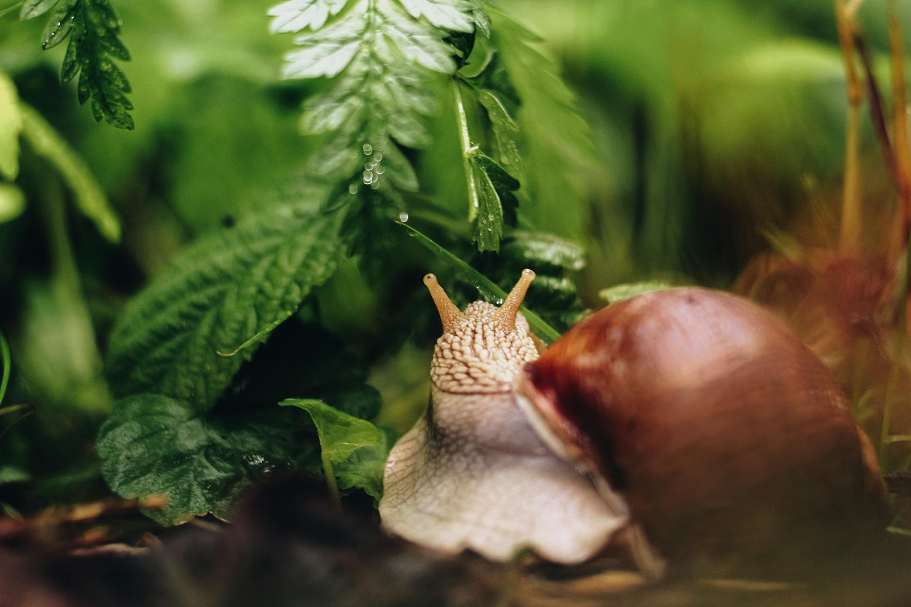 How to Control Slugs and Snails: Organic and Effective Solutions for Your Garden How to Control Slugs and Snails: Organic and Effective Solutions for Your Garden_image