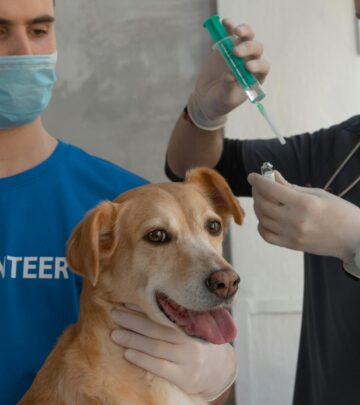 8 Best Flea and Tick Medications for Dogs in 2025, Recommended by Veterinarians