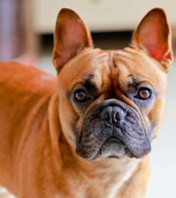 Bulldog Dog Breed: Health, Care, and Training Guide