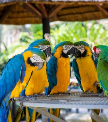 How Long Do Parrots Live? A Complete Lifespan Guide