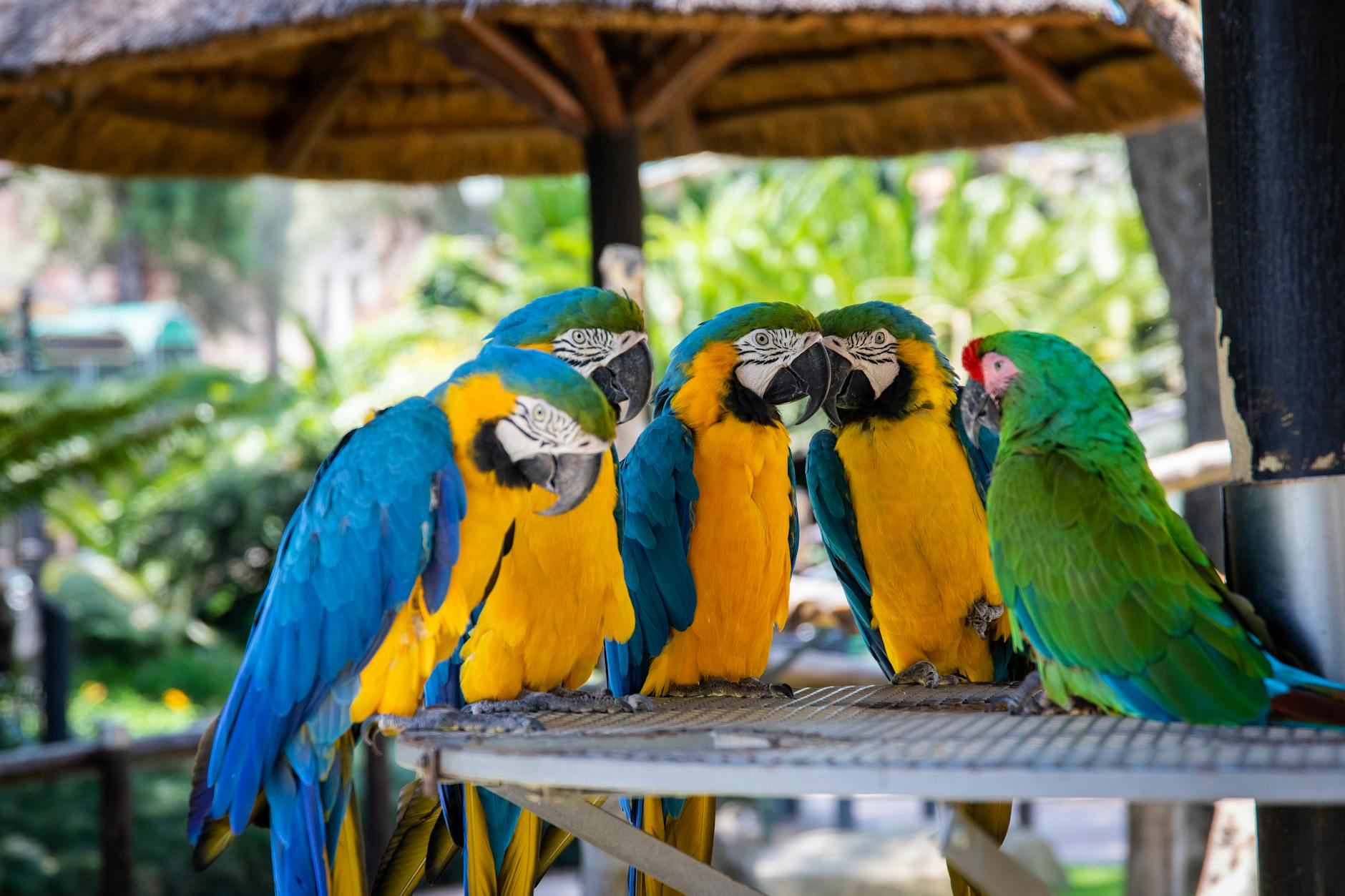 How Long Do Parrots Live? A Complete Lifespan Guide How Long Do Parrots Live? A Complete Lifespan Guide_image