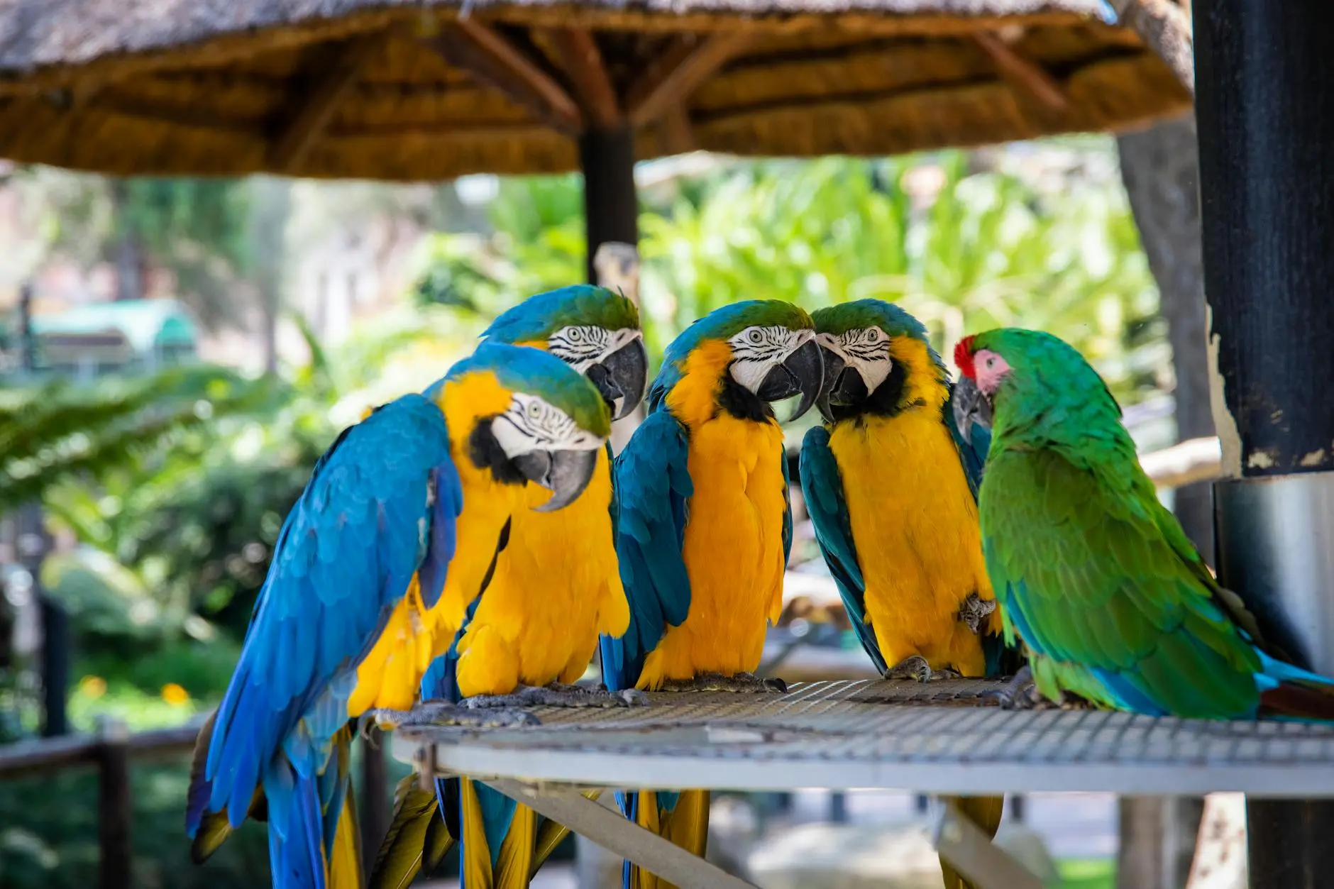 How Long Do Parrots Live? Complete Guide To 9 Species Lifespans Discover essential insights on avian longevity and tips to extend your colorful companion’s years.