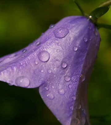 Campanula (Bellflower): Complete Growing and Care Guide