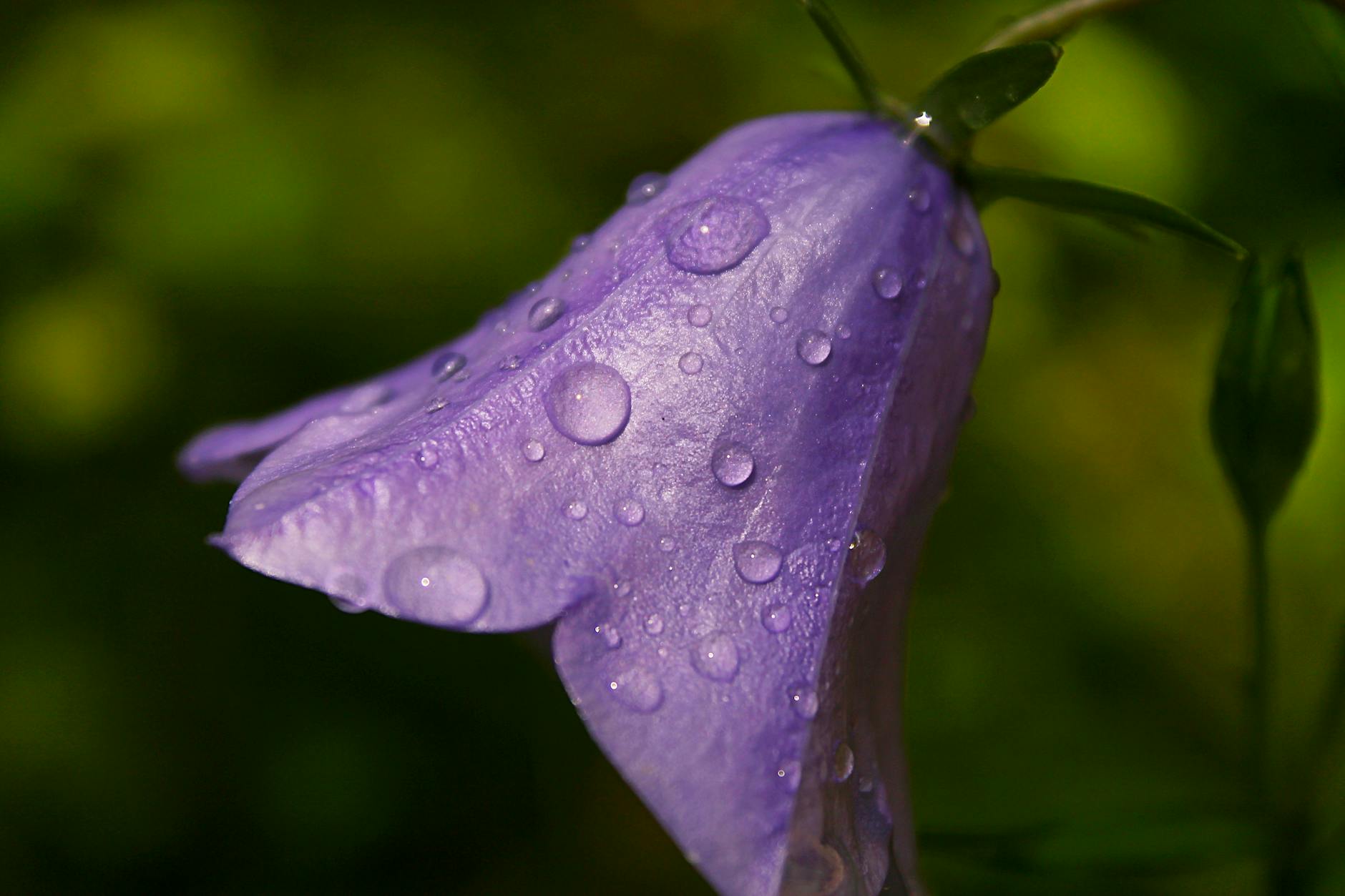 Campanula (Bellflower): Complete Growing and Care Guide Campanula (Bellflower): Complete Growing and Care Guide_image