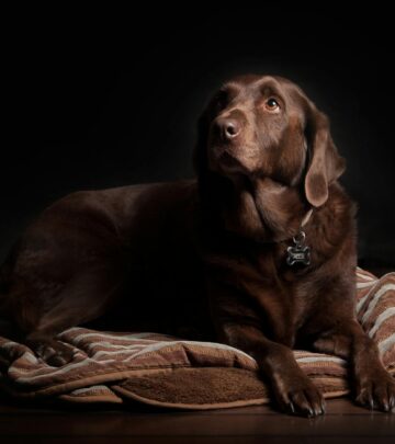 Chocolate Toxicity in Dogs: A Comprehensive Guide