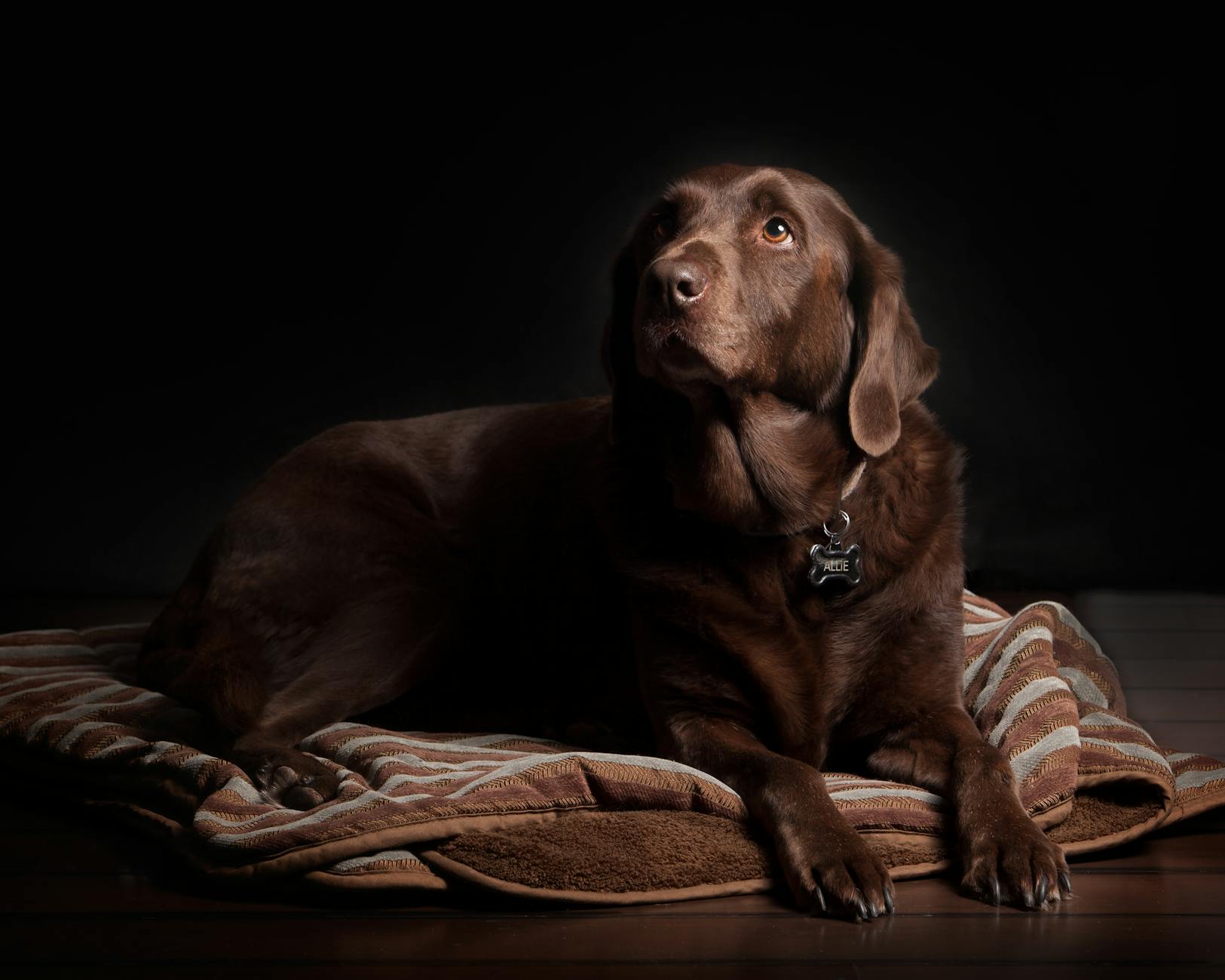 Chocolate Toxicity in Dogs: A Comprehensive Guide Chocolate Toxicity in Dogs: A Comprehensive Guide_image