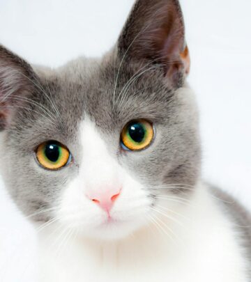 How to Get Rid of Cat Pee Smell: Expert Tips and Solutions