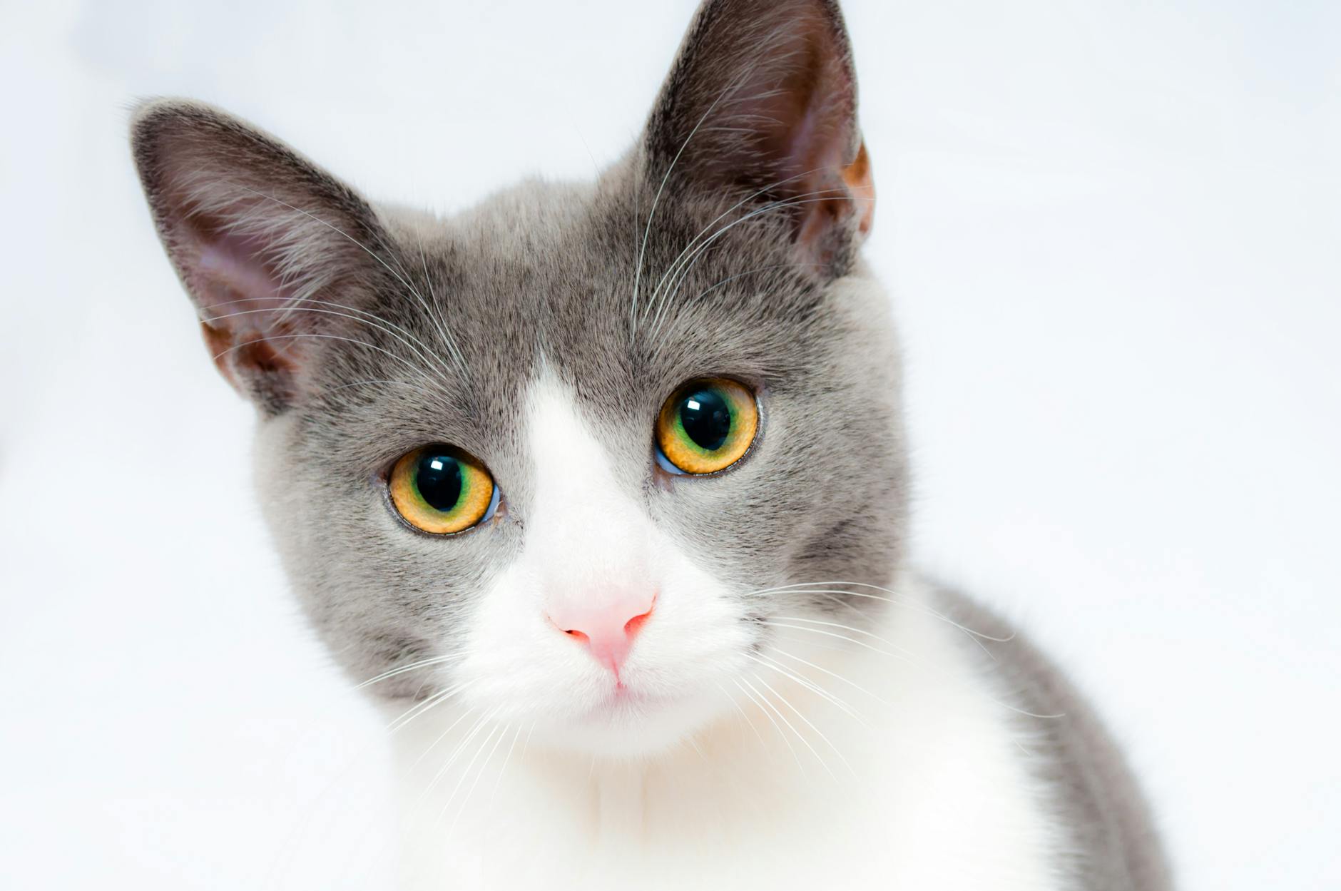 How to Get Rid of Cat Pee Smell: Expert Tips and Solutions How to Get Rid of Cat Pee Smell: Expert Tips and Solutions_image