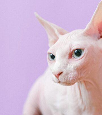 Hairless Cats: Complete Guide to Care, Health, and Breeds