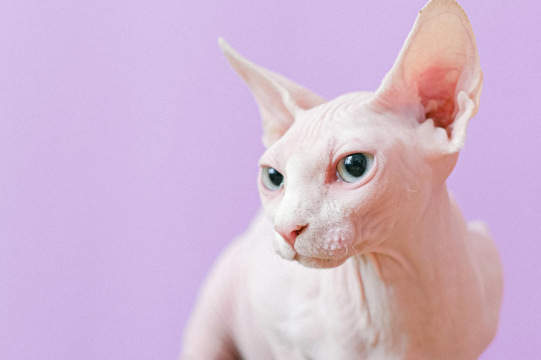 Hairless Cats: Complete Guide to Care, Health, and Breeds Hairless Cats: Complete Guide to Care, Health, and Breeds_image