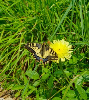 Creating a Magical Butterfly Garden: Design Tips & Plant Guide