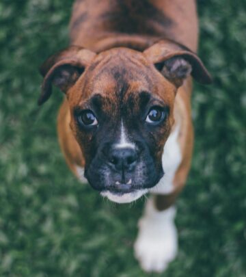 Boxer Dog Breed: Complete Guide to Personality, Care, and History