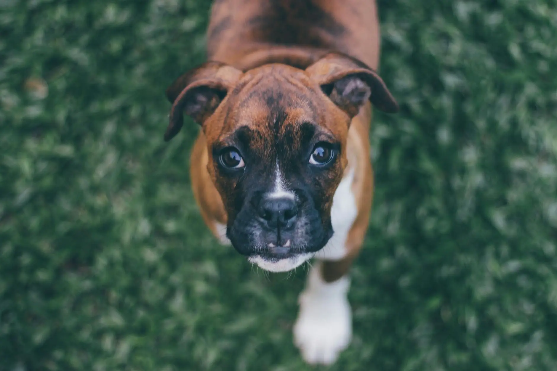 Boxer Dog Breed: Expert Guide To Personality, Care & History Discover energetic companions, grooming tips, and fascinating origins of this loyal friend.