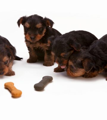 10 Best Dog Foods for Canines with Allergies in 2025