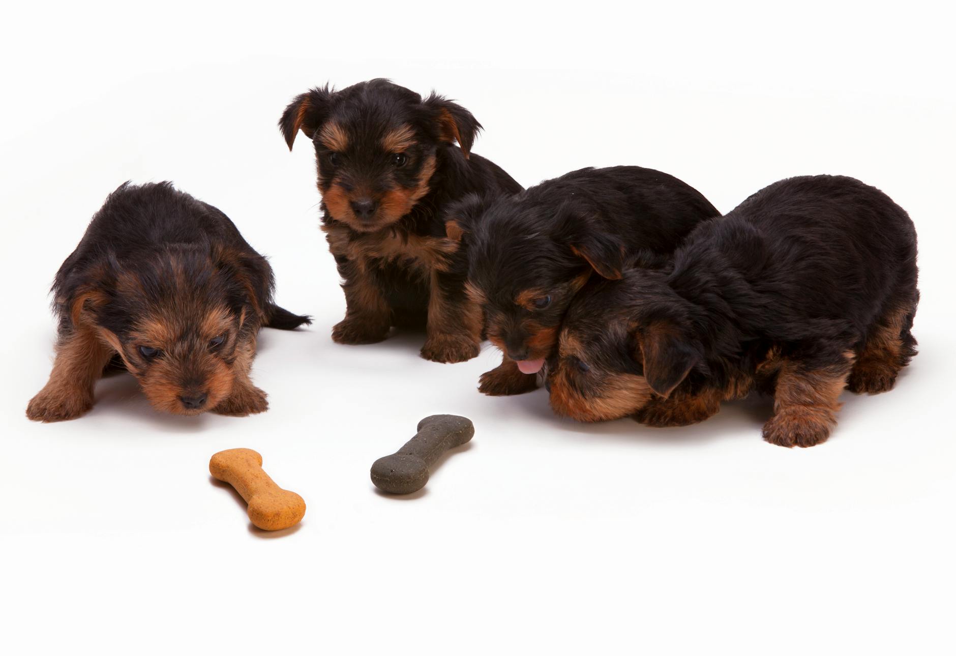 10 Best Dog Foods for Canines with Allergies in 2025 10 Best Dog Foods for Canines with Allergies in 2025_image