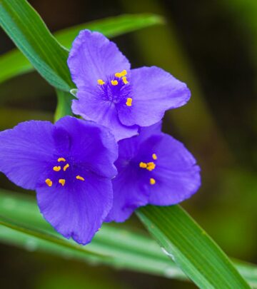 A Guide to Growing Tradescantia: Care, Types, and Tips