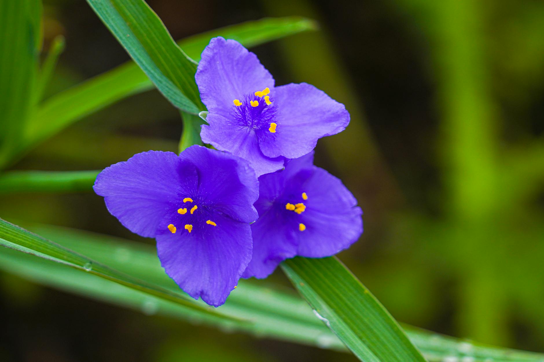 A Guide to Growing Tradescantia: Care, Types, and Tips A Guide to Growing Tradescantia: Care, Types, and Tips_image