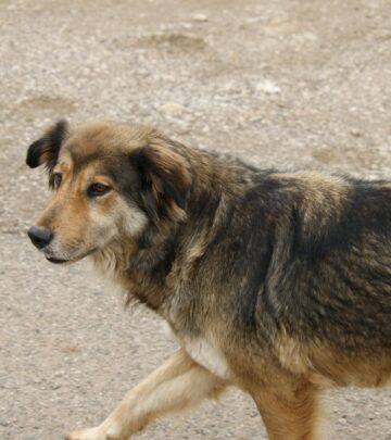 Upset Stomach in Dogs: Causes, Symptoms, and Treatment Options