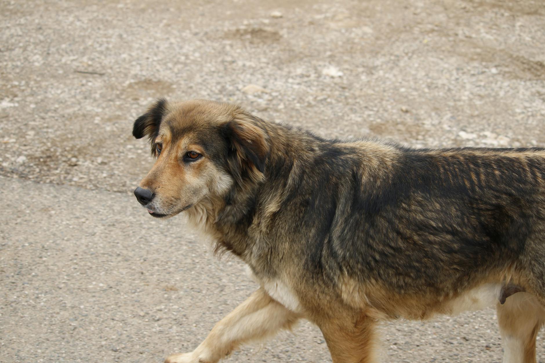 Upset Stomach in Dogs: Causes, Symptoms, and Treatment Options Upset Stomach in Dogs: Causes, Symptoms, and Treatment Options_image