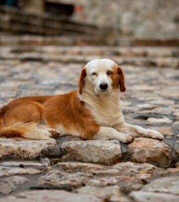 Mange in Dogs: Symptoms, Causes, and Treatment Guide