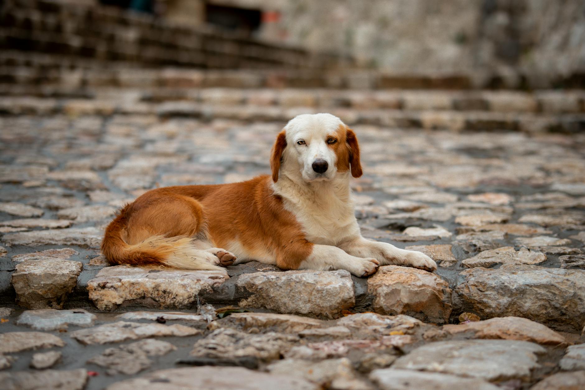 Mange in Dogs: Symptoms, Causes, and Treatment Guide Mange in Dogs: Symptoms, Causes, and Treatment Guide_image