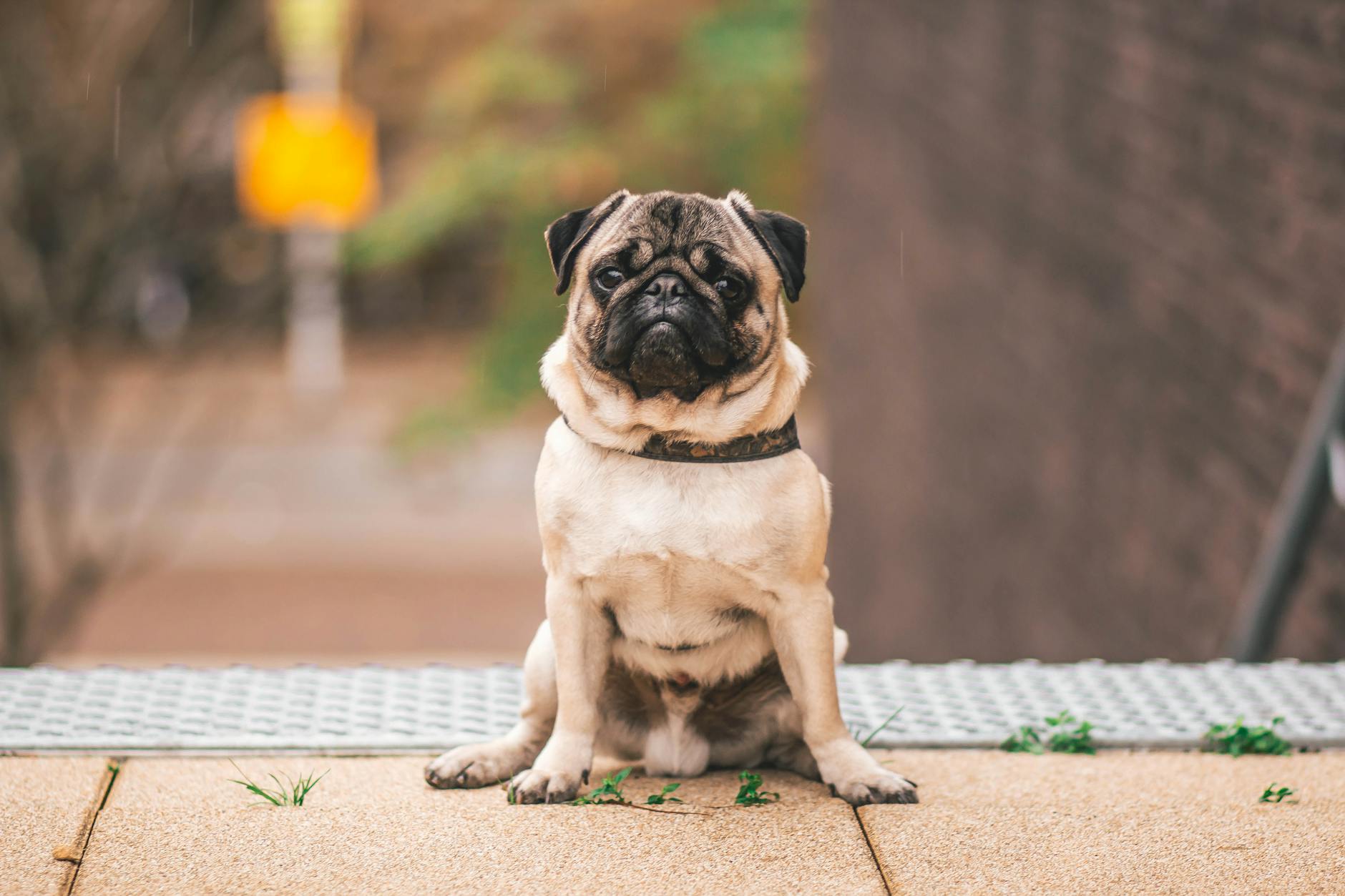 Pug Dog Breed: Comprehensive Guide to Characteristics, Care, and History Pug Dog Breed: Comprehensive Guide to Characteristics, Care, and History_image