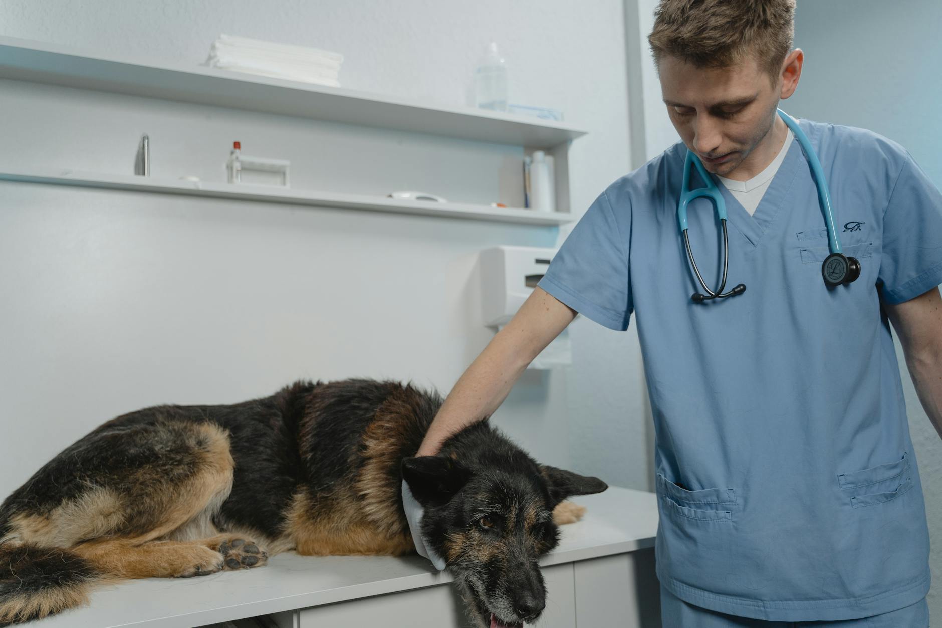 8 Vet-Approved Home Remedies for Your Dog 8 Vet-Approved Home Remedies for Your Dog_image