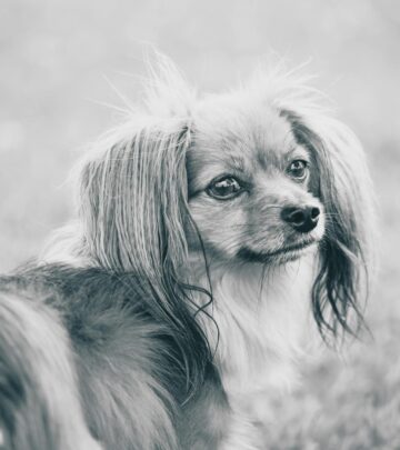 16 Popular Types of Doodle Dogs: Complete Guide to Poodle Mixes