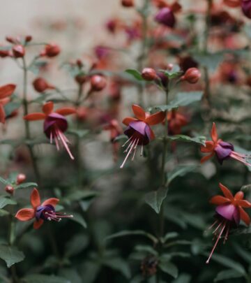 The Complete Guide to Growing Stunning Fuchsia Flowers