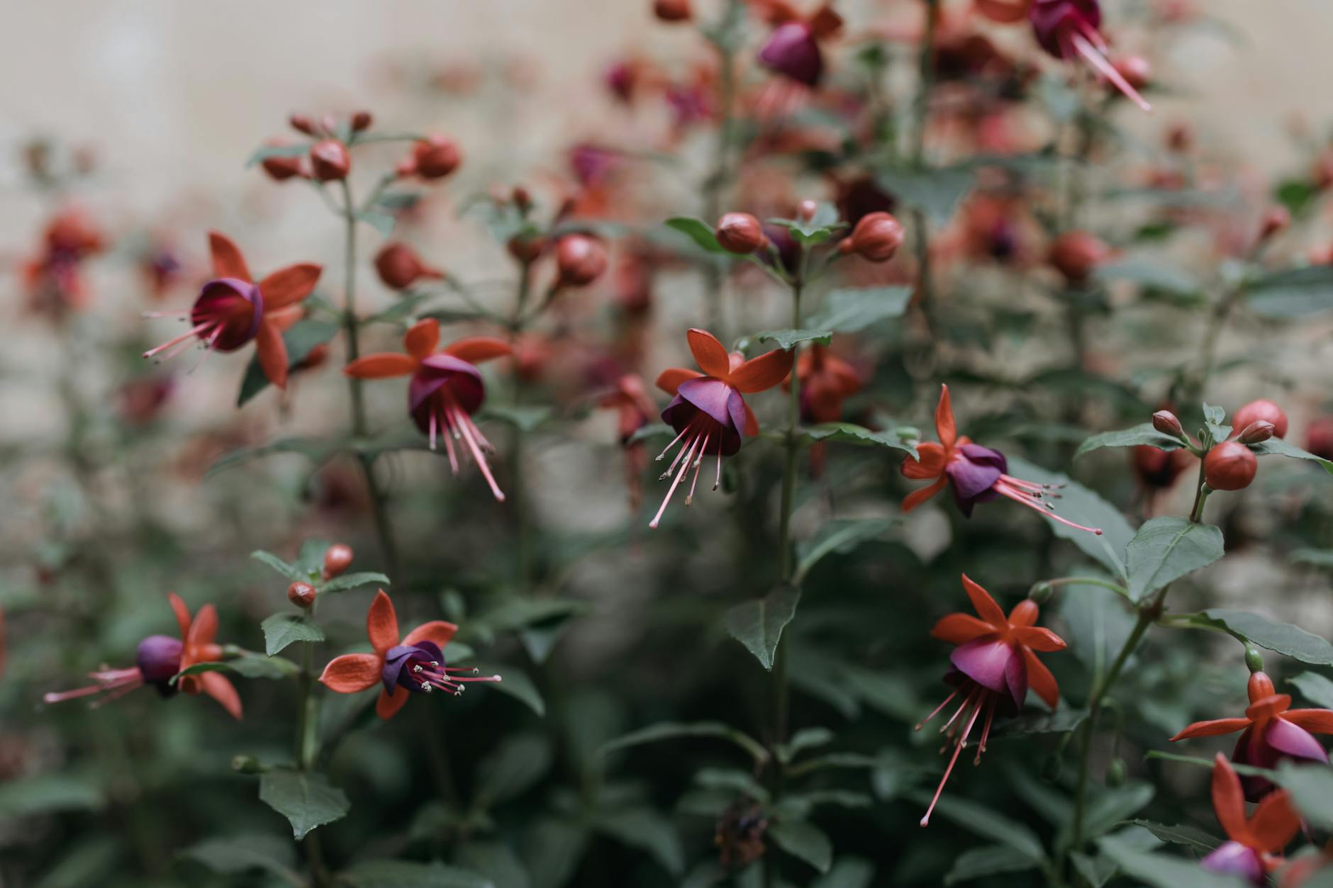 The Complete Guide to Growing Stunning Fuchsia Flowers The Complete Guide to Growing Stunning Fuchsia Flowers_image