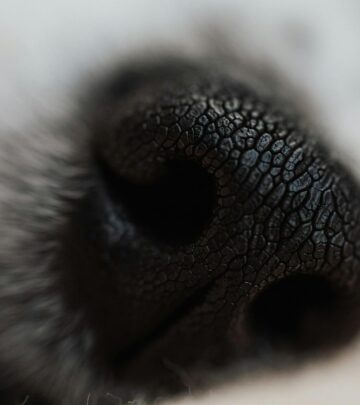 Hot Spots on Dogs: Causes, Treatment, and Home Remedies