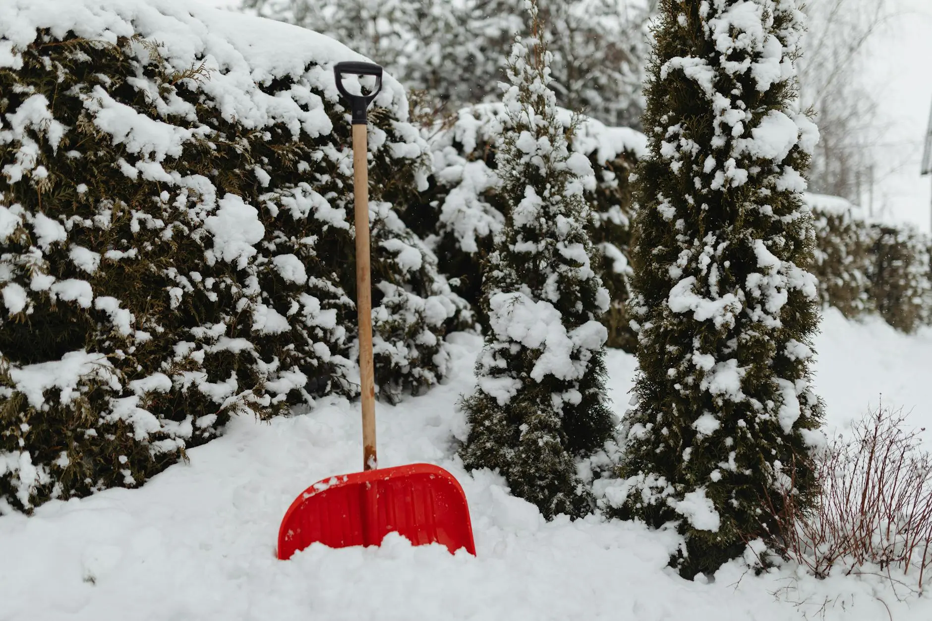 Arborvitae Tree Care: Expert Tips For Growth And Maintenance Unlock vibrant greenery with expert tips for flourishing evergreens in any landscape!