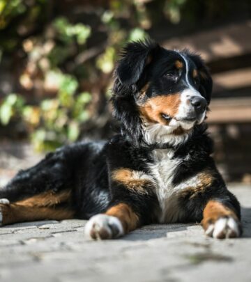 Bernese Mountain Dog: Breed Characteristics & Care Guide