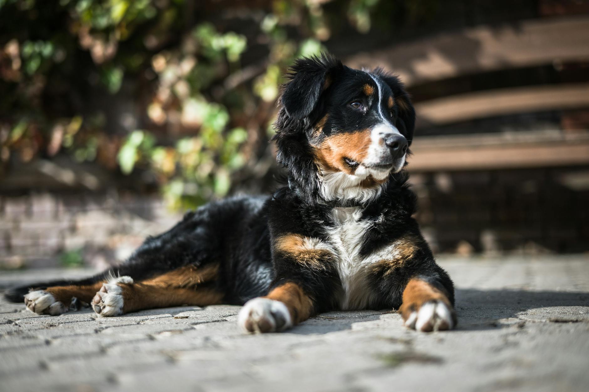 Bernese Mountain Dog: Breed Characteristics & Care Guide Bernese Mountain Dog: Breed Characteristics & Care Guide_image