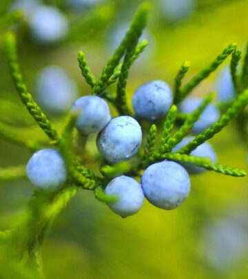 Complete Guide to Growing & Caring for Juniper Shrubs & Trees