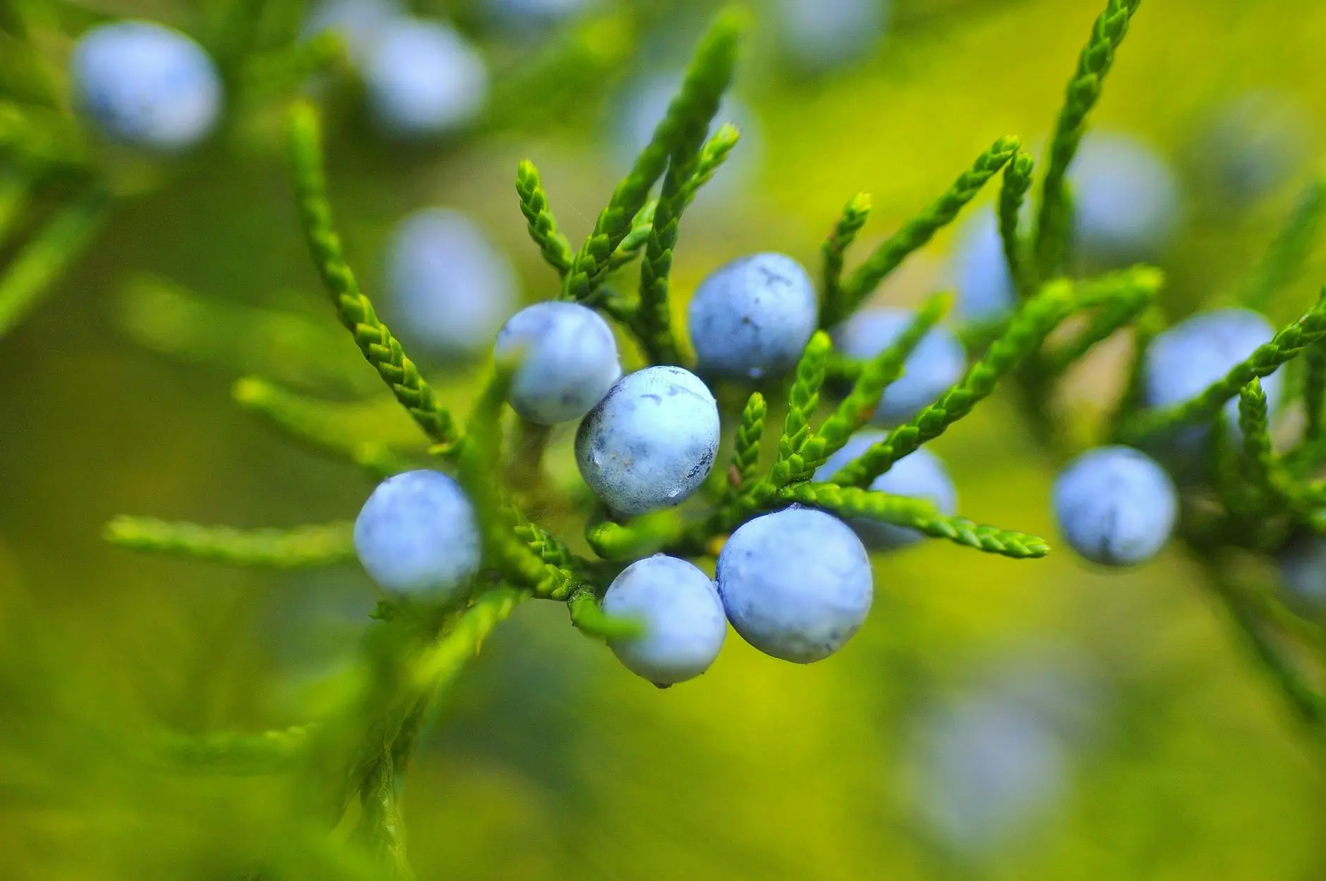 Master essential tips and secrets to nurture vibrant, healthy greenery all year round.