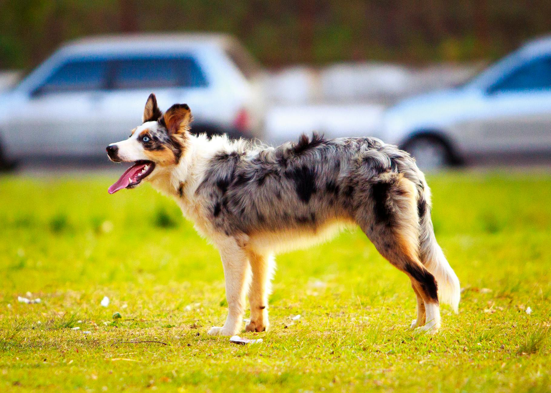 Australian Shepherd: Complete Breed Guide and Care Tips Australian Shepherd: Complete Breed Guide and Care Tips_image