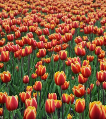 The Complete Guide to Designing with Spring Bulbs