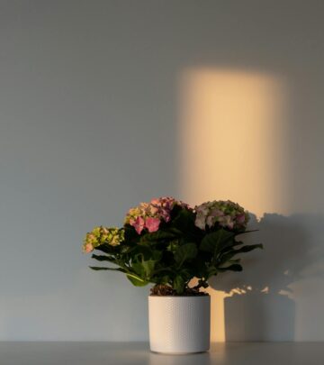 The Complete Guide to Growing Hydrangeas in Containers
