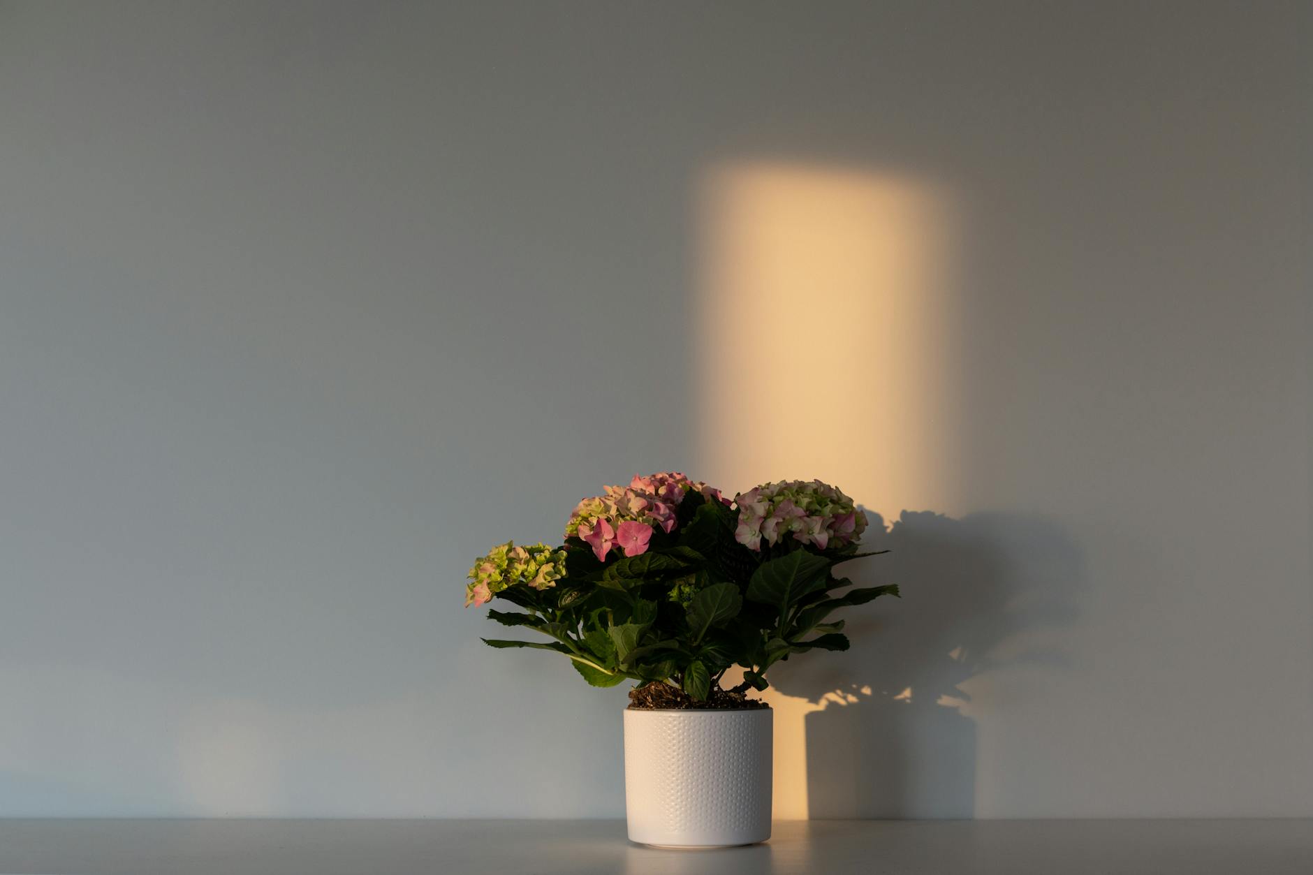The Complete Guide to Growing Hydrangeas in Containers The Complete Guide to Growing Hydrangeas in Containers_image
