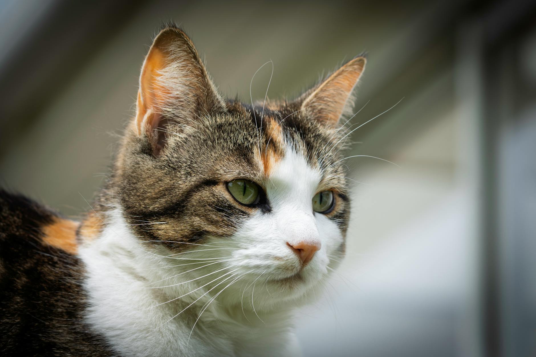 10 Big Domestic Cat Breeds: The Best Gentle Giants for Cat Lovers 10 Big Domestic Cat Breeds: The Best Gentle Giants for Cat Lovers_image