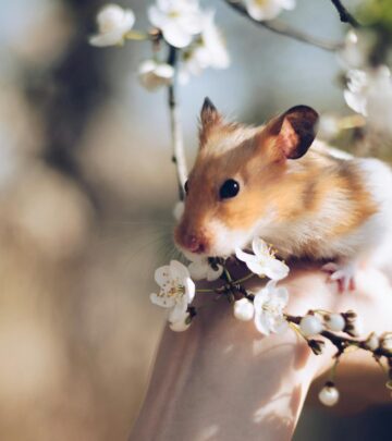How Long Do Hamsters Live? Lifespan, Factors, and Care Tips