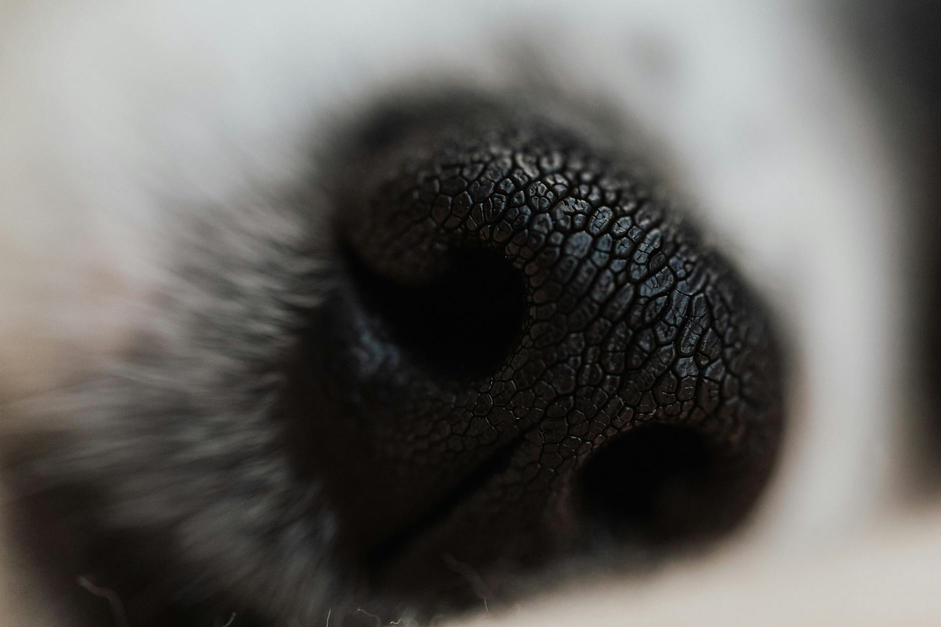 Home Remedies for Itchy Dog Skin: Natural Relief and Care_image