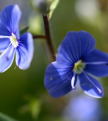Speedwell: Complete Guide to Growing Veronica Plants