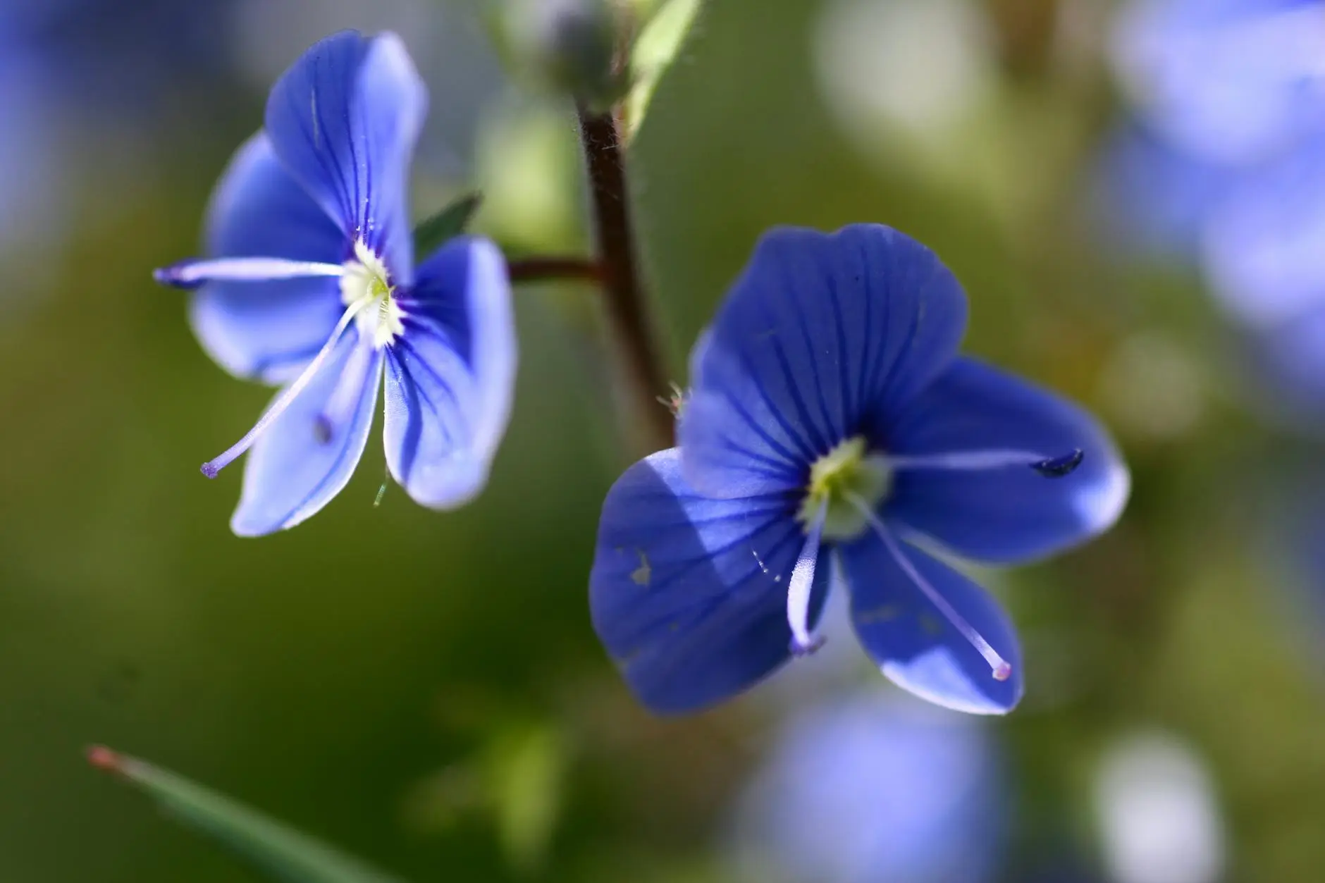 Veronica Plant Care: A Complete Guide To Growing Speedwell Discover expert tips and secrets for thriving, vibrant blooms in your garden space.