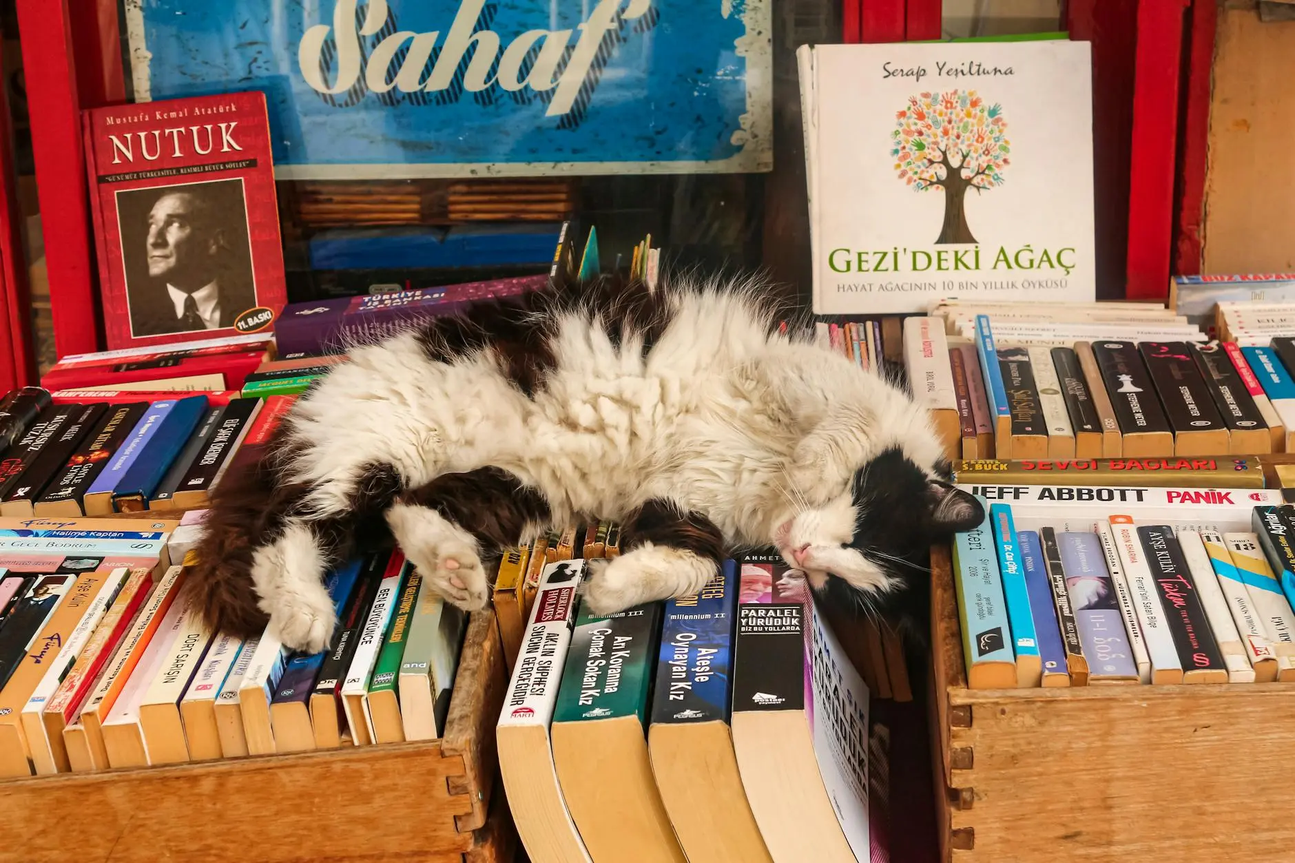 Worms In Cats: 5 Common Types, Symptoms, Treatment & Prevention Protect your feline friend with expert tips to identify, manage, and avoid parasites safely.