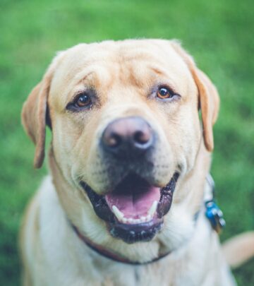 Golden Retriever vs Labrador Retriever: Complete Breed Comparison