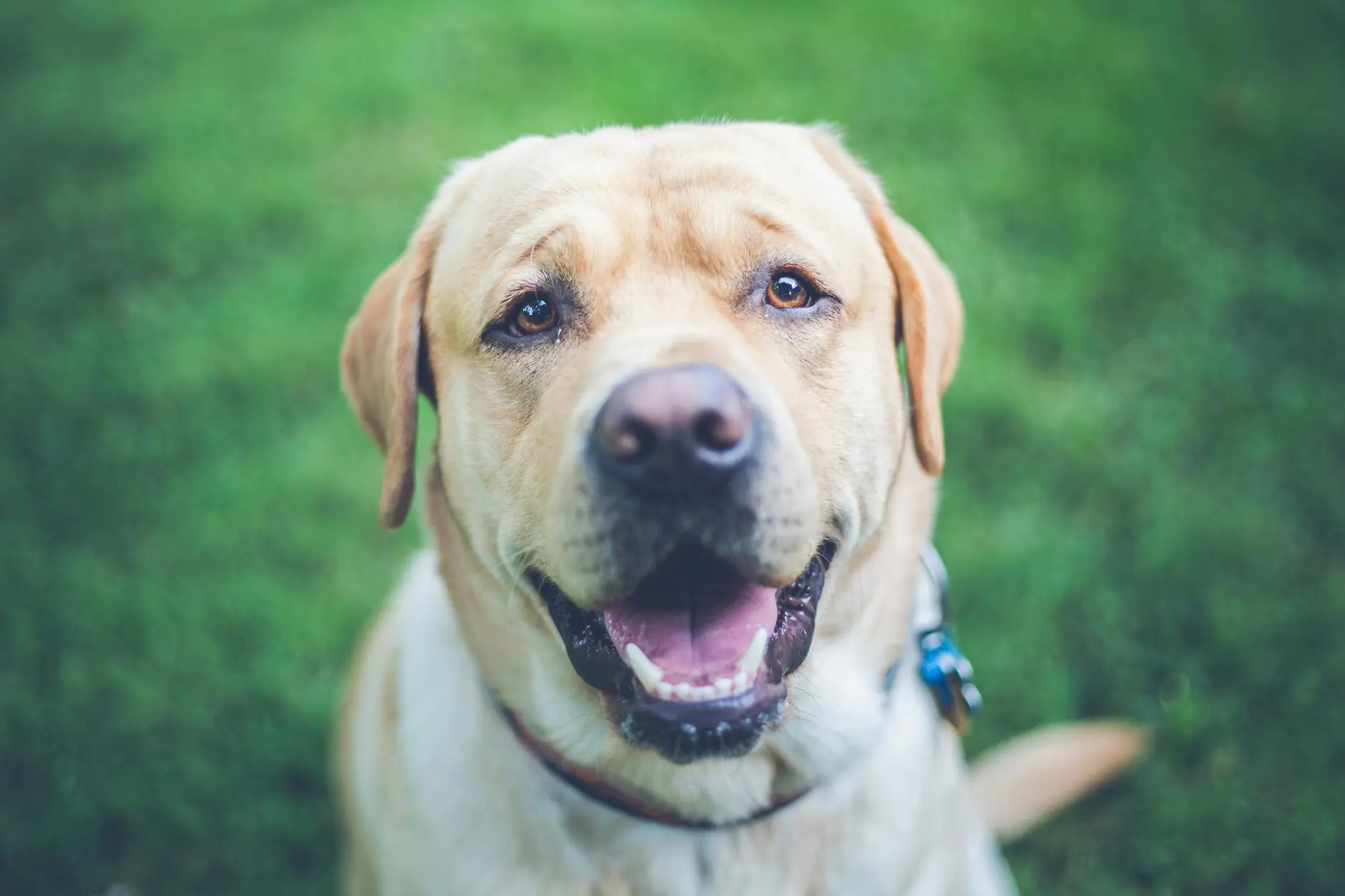 Golden Retriever vs Labrador Retriever: Complete Breed Comparison Golden Retriever vs Labrador Retriever: Complete Breed Comparison_image