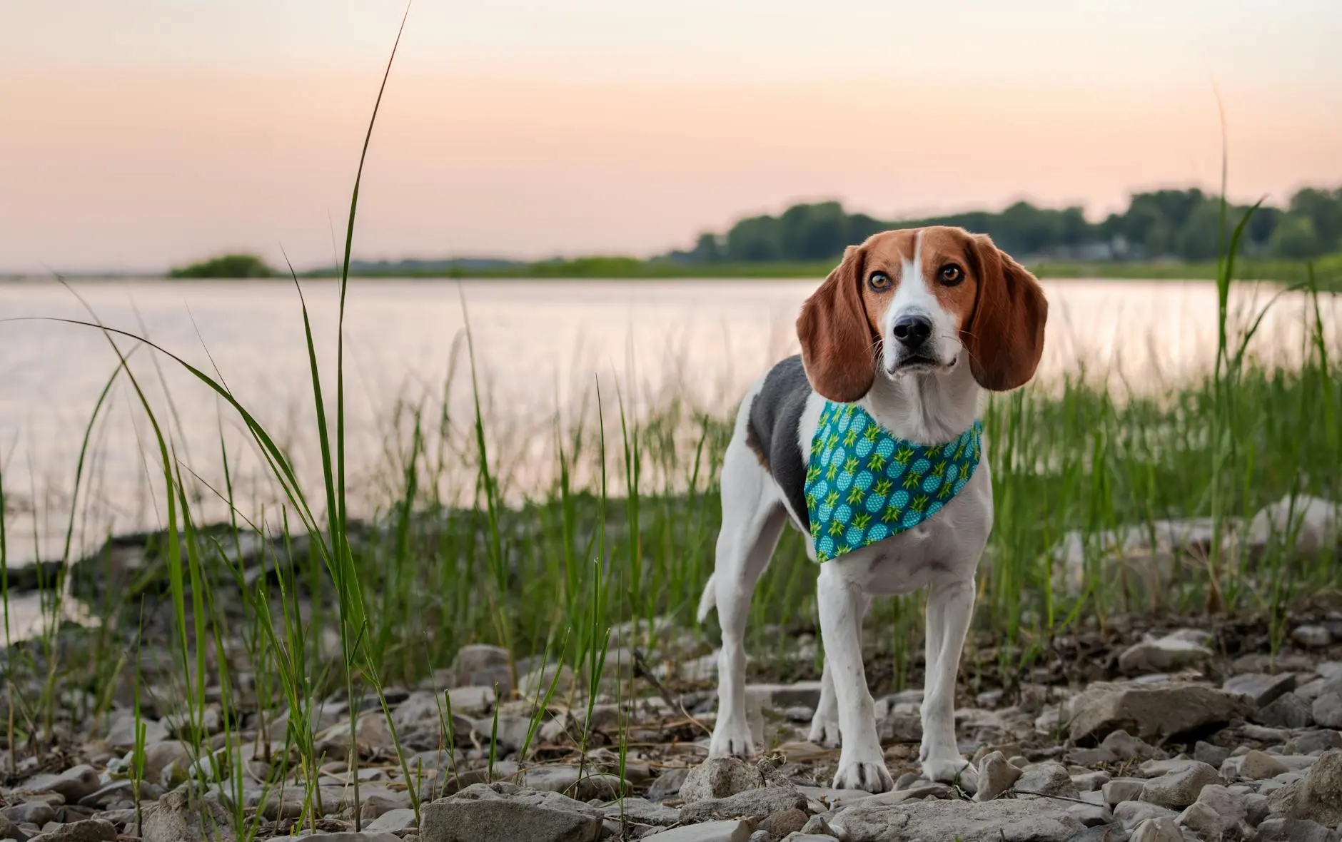 Can Dogs Eat Pineapple? Benefits, Risks, and Serving Tips Can Dogs Eat Pineapple? Benefits, Risks, and Serving Tips_image